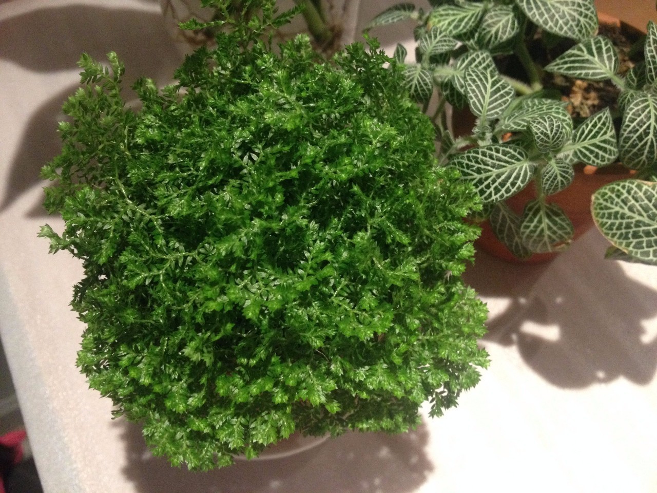 怎么除甲醛靠得牢？竹炭、植物成***“騙局”