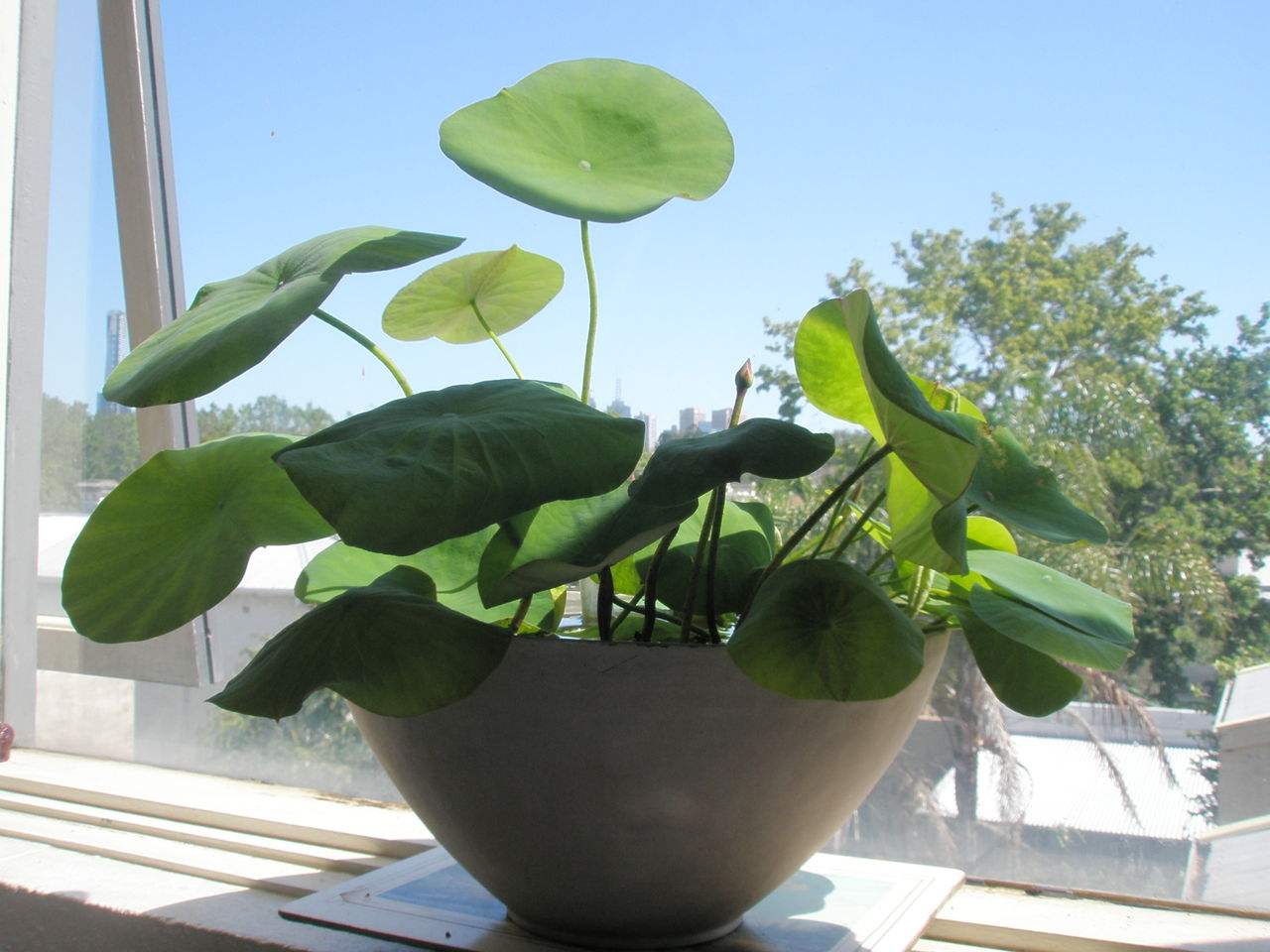 長春藤可吸收甲醛，蘆薈在晚上可吸收二氧化碳進行治理