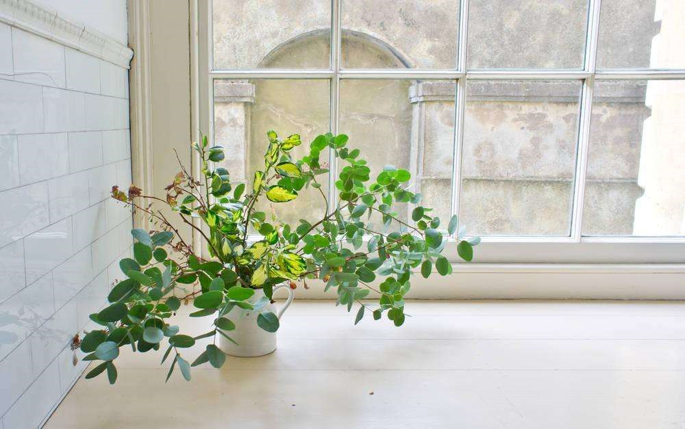 長春藤可吸收甲醛，蘆薈在晚上可吸收二氧化碳進行治理