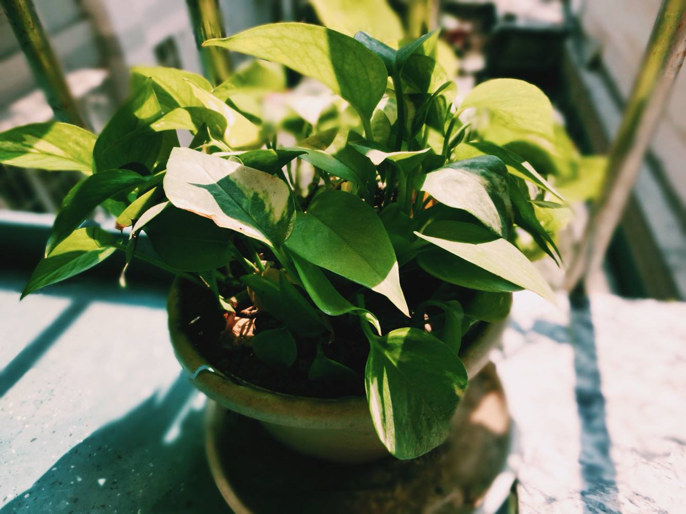 植物能治理甲醛嗎？科學(xué)使用植物很重要