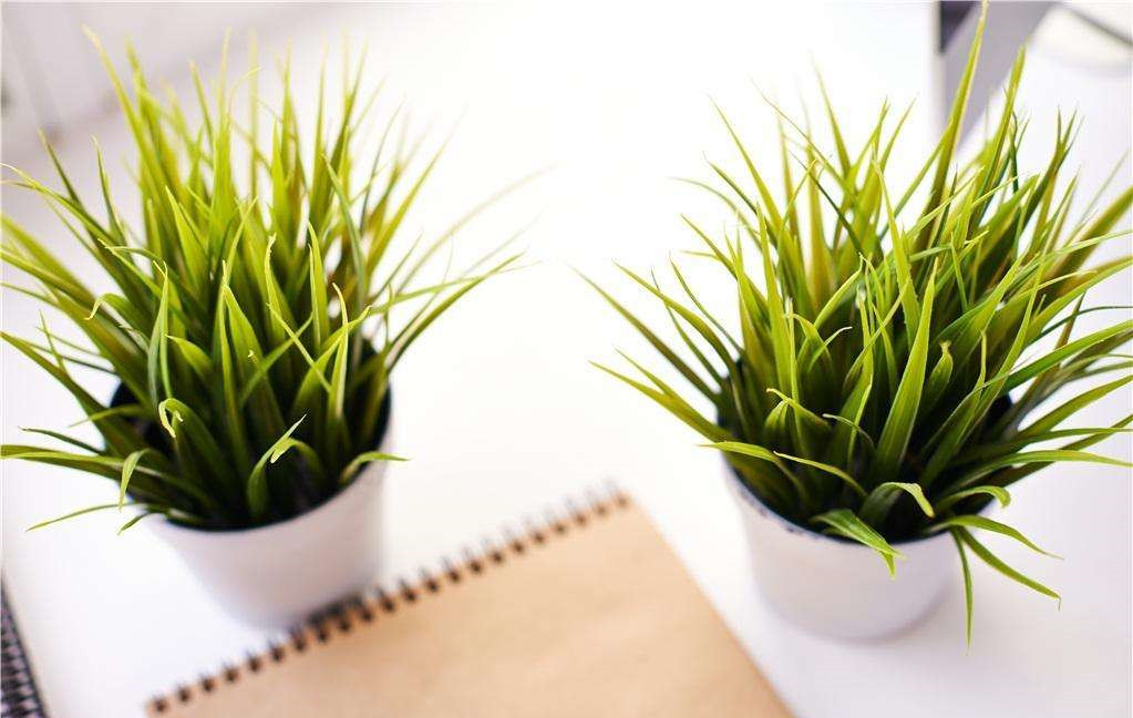 植物能治理甲醛嗎？科學(xué)使用植物很重要