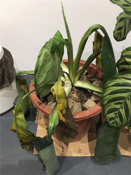 那些年，令我們哭笑不得的除甲醛經(jīng)歷……