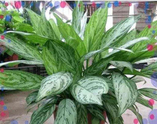 什么植物可以凈化空氣？