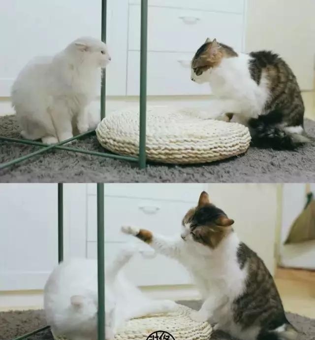 21天3000元重裝出租屋 除甲醛莫忘記！