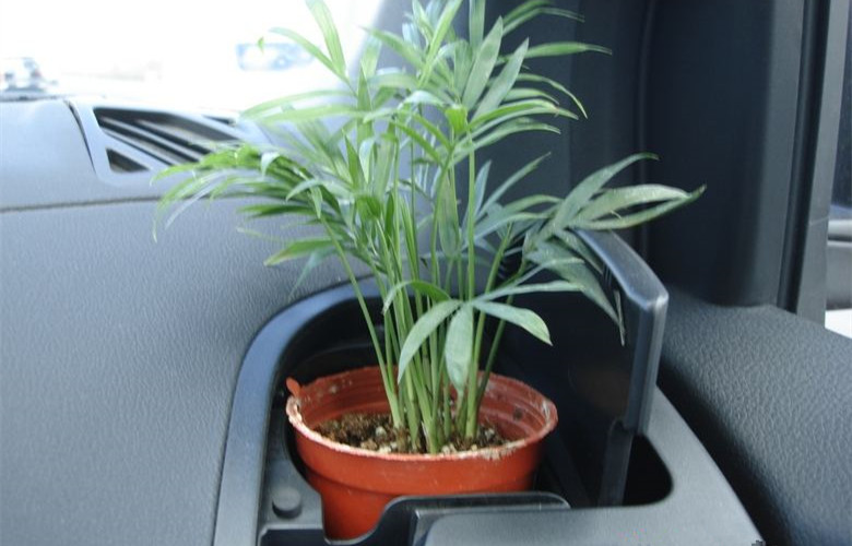 哭笑不得！這三個誤解居然讓車內(nèi)甲醛超標嚴重！